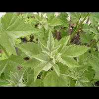 Hibiscus grandiflorus (fam Malvacees) (s-e des USA) (2)
